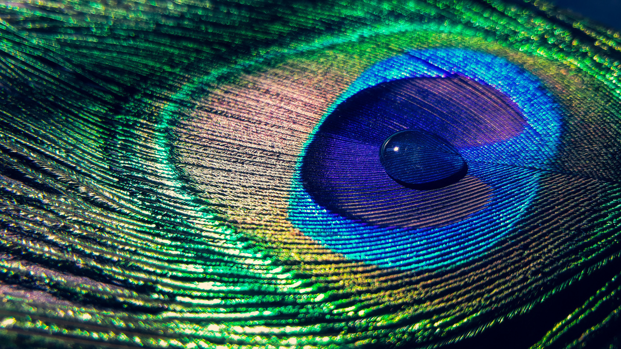 Close Up View Of Colorful Peacock Feather